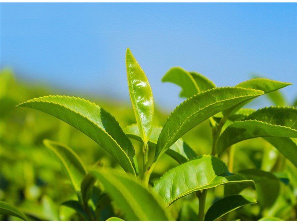 茶葉的采摘技術(shù)，較佳種植時(shí)間？